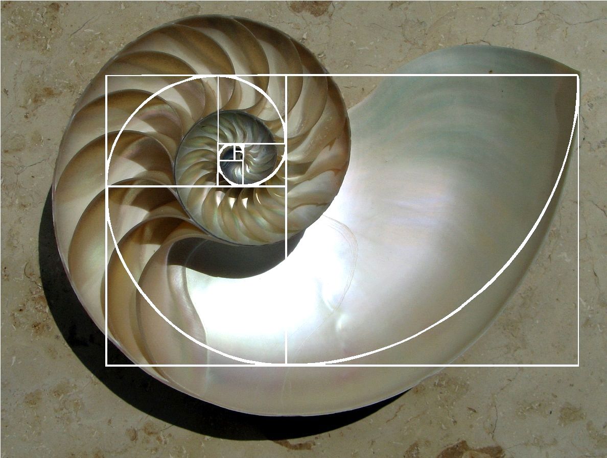 Una regla para dibujar espirales logarítmicas y deshacer mitos